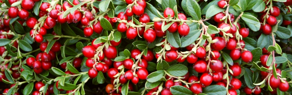 Vaccinium brusinka banner